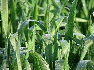 48144-greengrass.jpg פעילות ערב בשדה בוקר