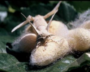 49330-bee.jpg דבורת התבור