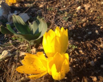 5135-FLOWER-YELLOW.jpg סיורי חינם בימי שישי אל פריחת החלמוניות