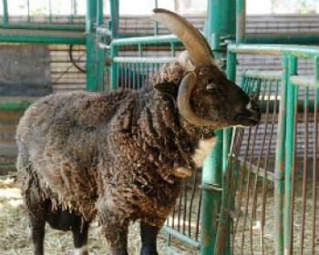 5198-364302-ANIMALS.jpg פעילויות חנוכה לילדים בחווה בגבעה