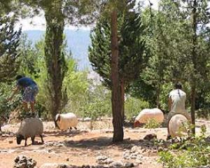 55219-forest-3.jpg שישי חופשי