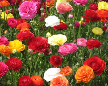 554-flowerpick2.jpg היפה והחיה