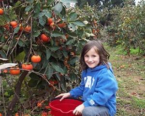 58276-volanteer.jpg קטיף לא בשביל עצמי