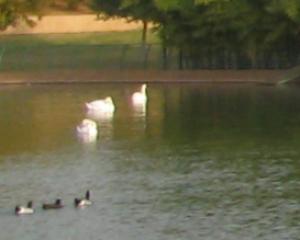 59284-sahne.jpg הופעות לילדים בס'חנה