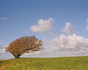 65477-treeingaash.jpg פסטיבל תיאטרון בקריית שמונה