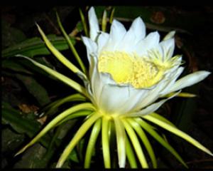 6736-cactus.jpg איך עושה קקטוס?