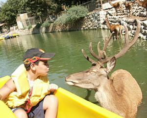 67963-waterdeer.jpg פעילויות בסוכות בגליל ובגולן