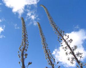 חצבים פורחים וציפורים עפות