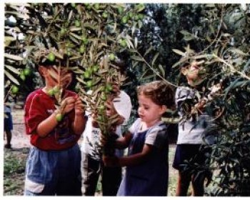 732-olives.JPG סוכות כד בני דרום