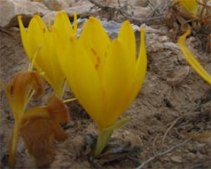 74983-helmonit.jpg טיולים לשבת