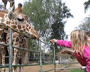 77220-safary1.jpg מרוץ הספארי 2007