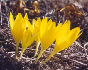 פריחת החלמויות בנגב. צילום: תיירות הר הנגב פריחת החלמויות בנגב. צילום: תיירות הר הנגב