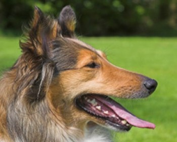 797-lassie.jpg תערוכת הכלבים בעפולה