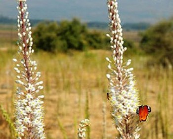 808-hazavim.jpg טיול חצבים בצפון