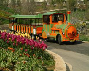 93550-train_103.jpg ט"ו בשבט בגן הבוטני