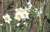 94060-narcisos.jpg