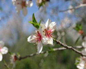 94994-perah.jpg מה בין שמיטה לט"ו בשבט?