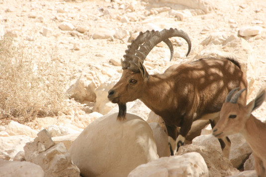 יעלים