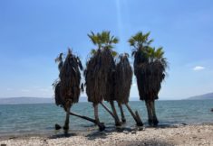 חוף חוקוק צפון