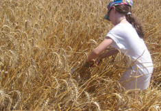 EN DOR – SHAVUOT