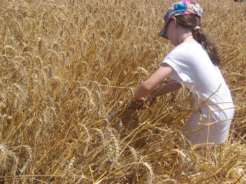 EN DOR – SHAVUOT