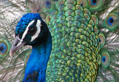 ZANZIBAR Peacock