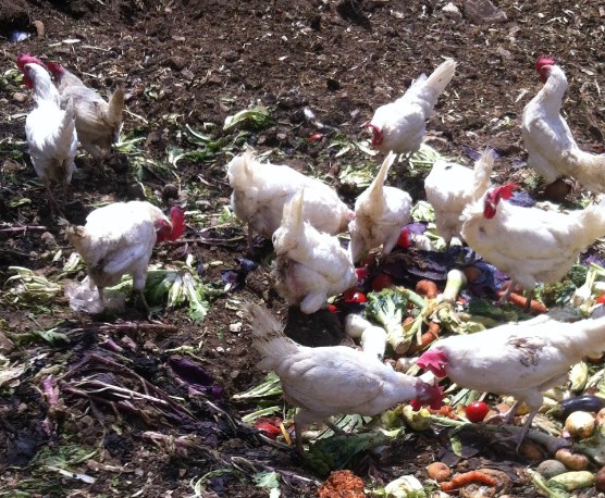 תרנגולות אוכלות ירקות אורגנים בהרדוף. 