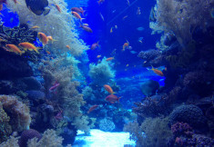 eilat_reef