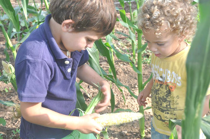 קוטפים ואוכלים בגינת אוכל. צילום: גינת אוכל