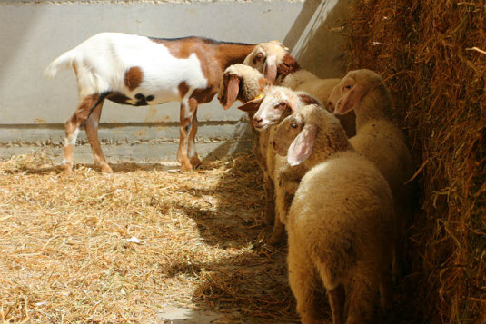 כבשים בפסטיבל קסם המדבר 2015