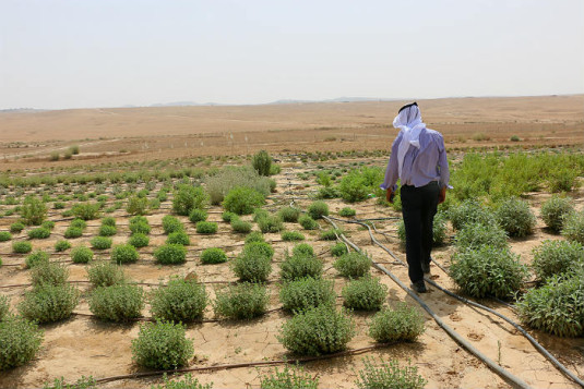 קיימות חוו ואדי יתיר