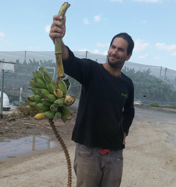 צמח נסיונות. אלזה שורקין