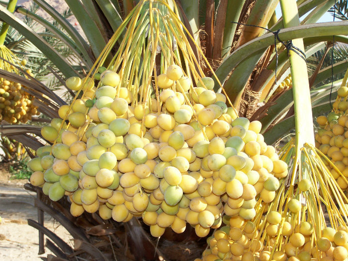 חגדיד בישובי צפון ים המלח. צילום:יח