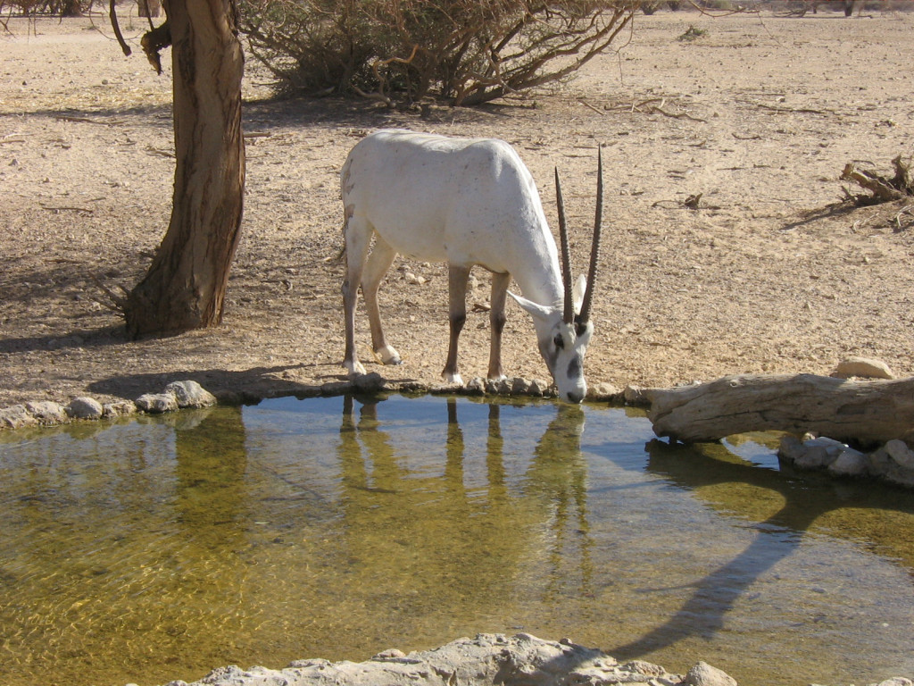 החי בר ביטבתה. צילום: שי קבסה