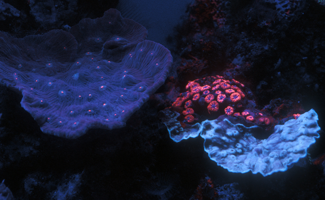 אלמוגים זוהרים באדיבות המפה תת ימי