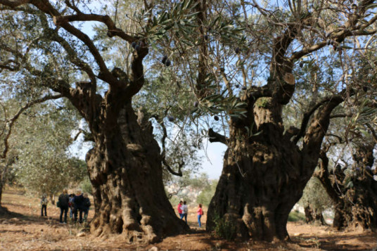 עצי הזית העתיקים דיר חנא