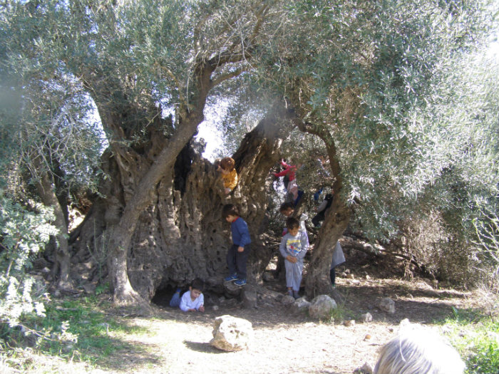 סיורים ממלון צובה.