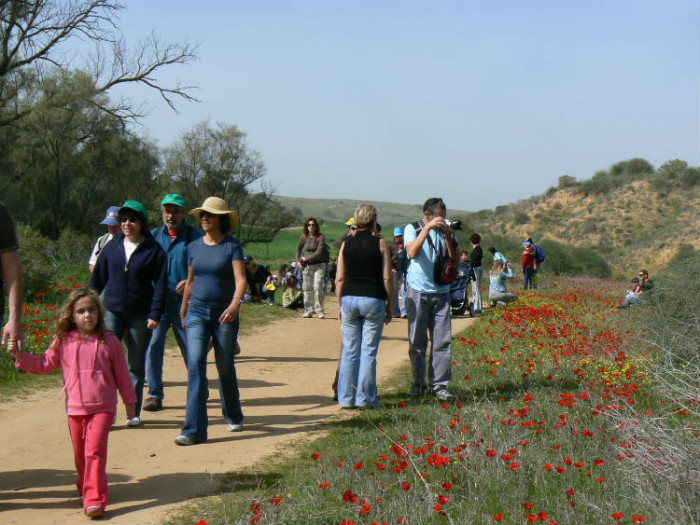 צעדת הכלניות דרום אדום 2024