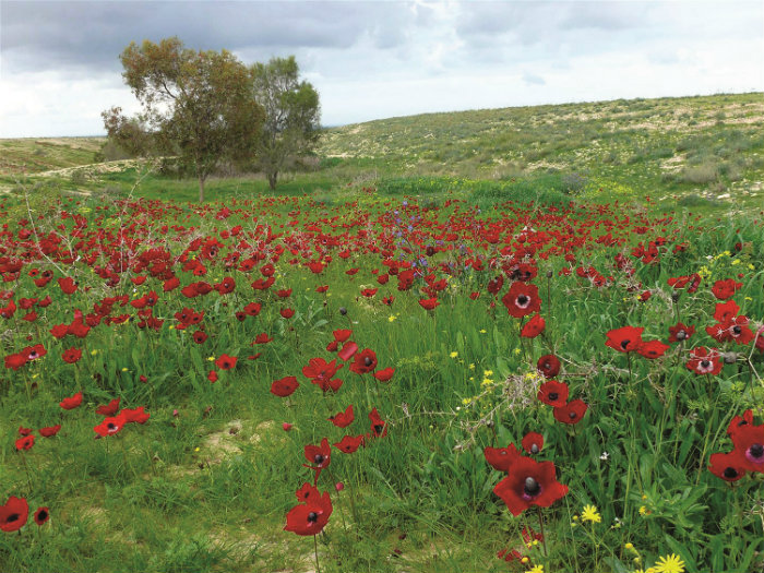 צילום: רינות אבנר