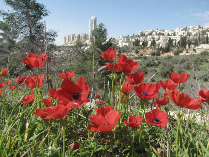 כלניות בעמק. צילום: עוזי שמיר