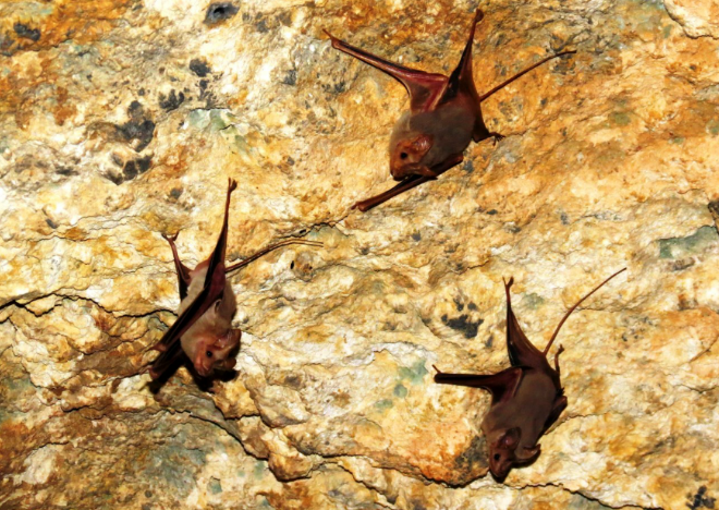 עטלפים במערה. צילום: דב גרינבלט