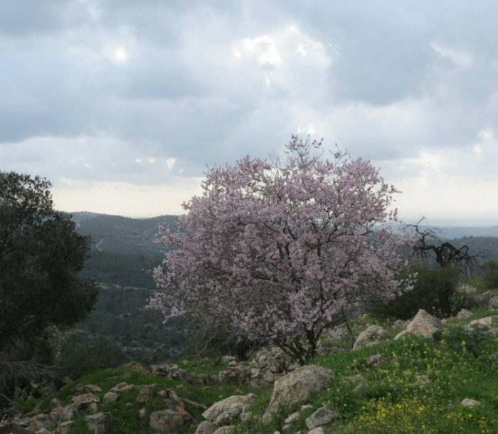 שקדית הרוח. צילום: רשות הטבע והגנים