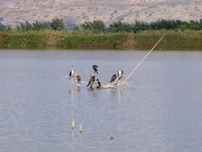 שמורת החולה. צילום: אריאל ליצ'ק