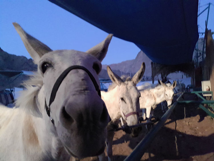 DONKEY-FARM-EILAT