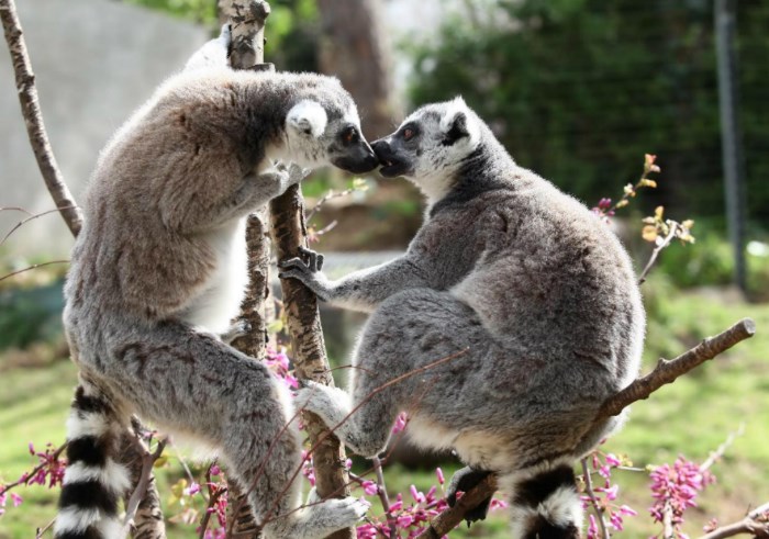 גן החיות בחיפה.
