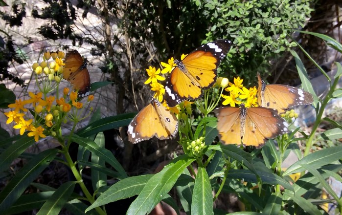 פרפרים בפלאנט טבע. צילום: חוות הפרפרים פלנט טבע