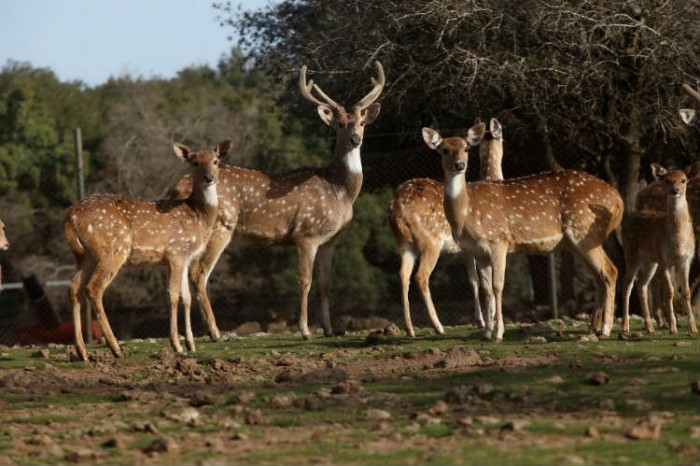 אוצרות בחומה עכו - פסח בחינם עם בנק הפועלים