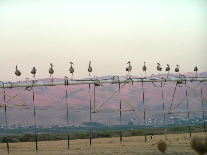 כפר רופין. 