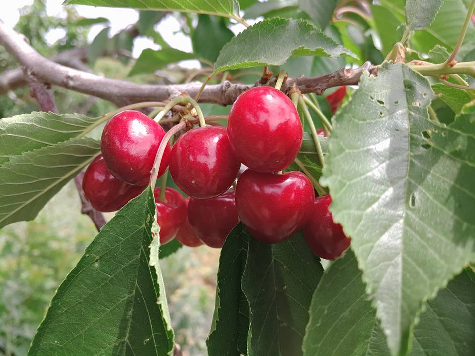 צילום: ליאור אבולעפיה