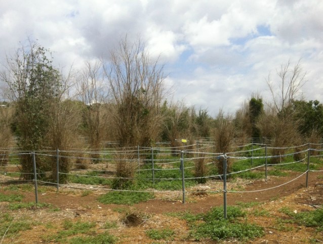 מבוך החבלים השקוף במבוך בעמק.